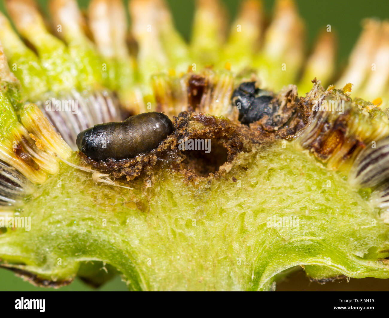 Tephritid fly (Tephritis neesii), Giovane pupa nel anthodium di Margherita occhio di bue (Leucanthemum vulgare), Germania Foto Stock