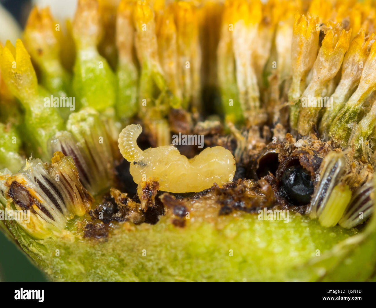 Braconid, braconid wasp (Bracon atrator), Giovane larva di alimentazione della larva di Tephritis neesii in Toro di oxeye-daisy (Leucanthemum vulgare), Germania Foto Stock