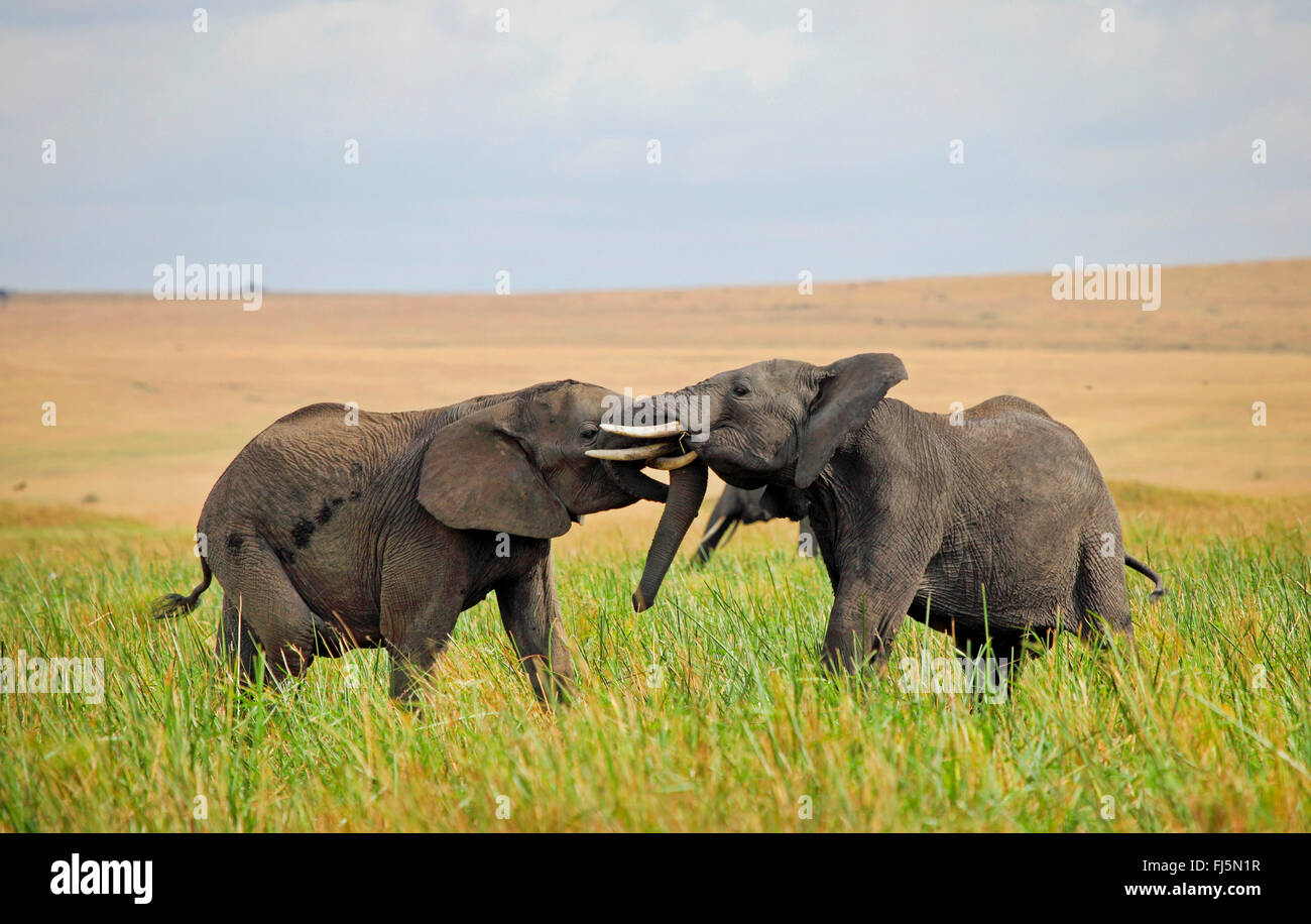 Elefante africano (Loxodonta africana), due capretti elefanti giocare insieme su erba alta, Kenia Masai Mara National Park Foto Stock