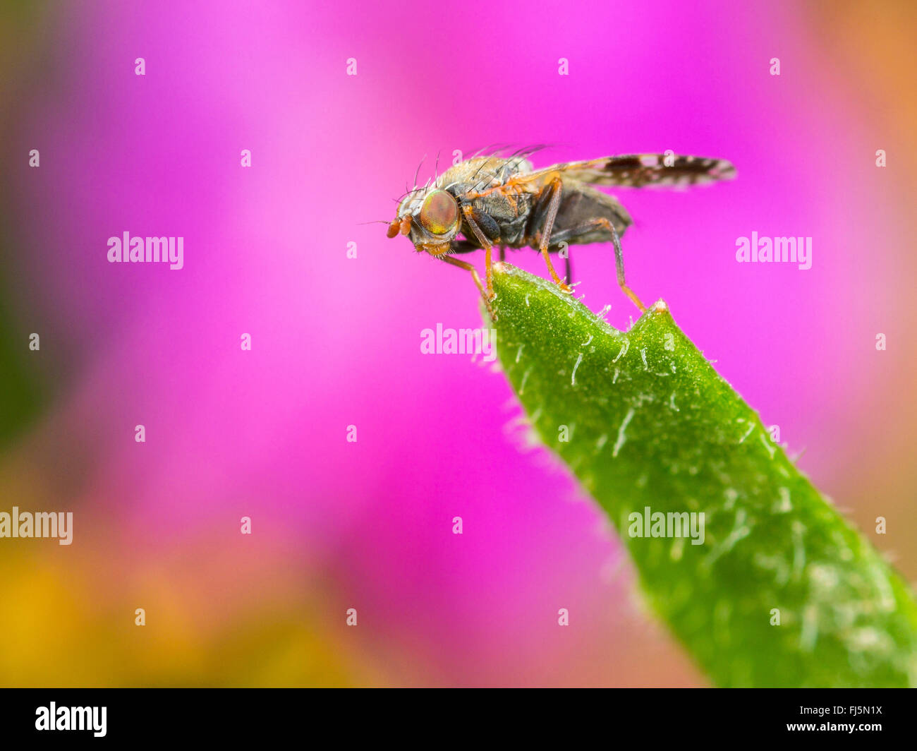 Tephritid fly (Tephritis neesii), maschio su Margherita occhio di bue (Leucanthemum vulgare), Germania Foto Stock