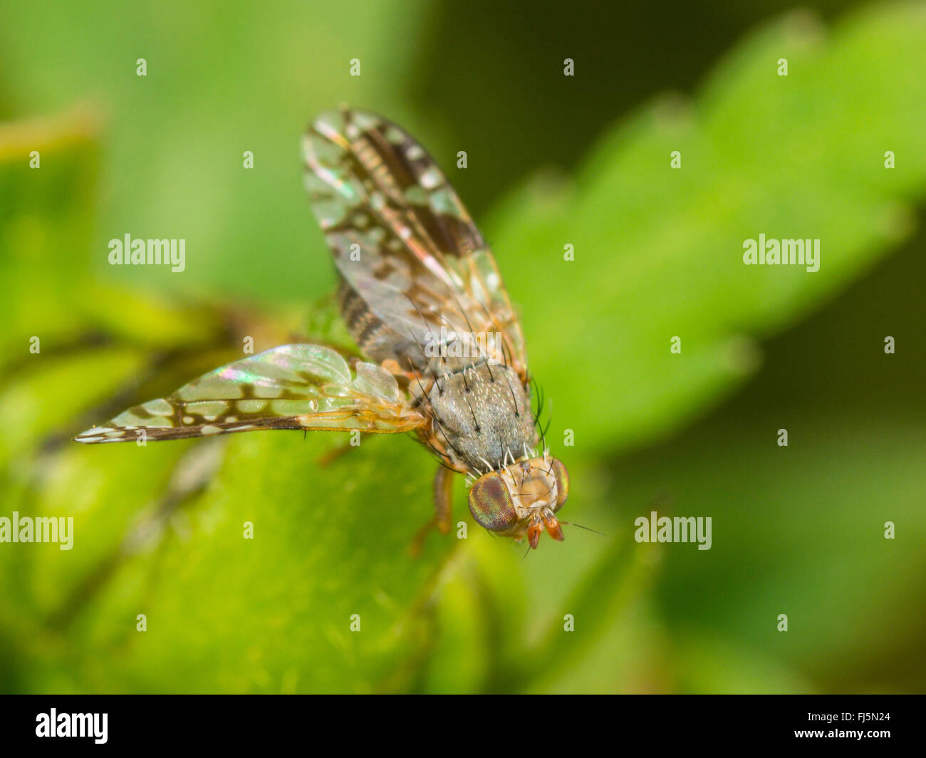 Tephritid fly (Tephritis neesii), l'ALA-sventolando femmina su Margherita occhio di bue (Leucanthemum vulgare), Germania Foto Stock