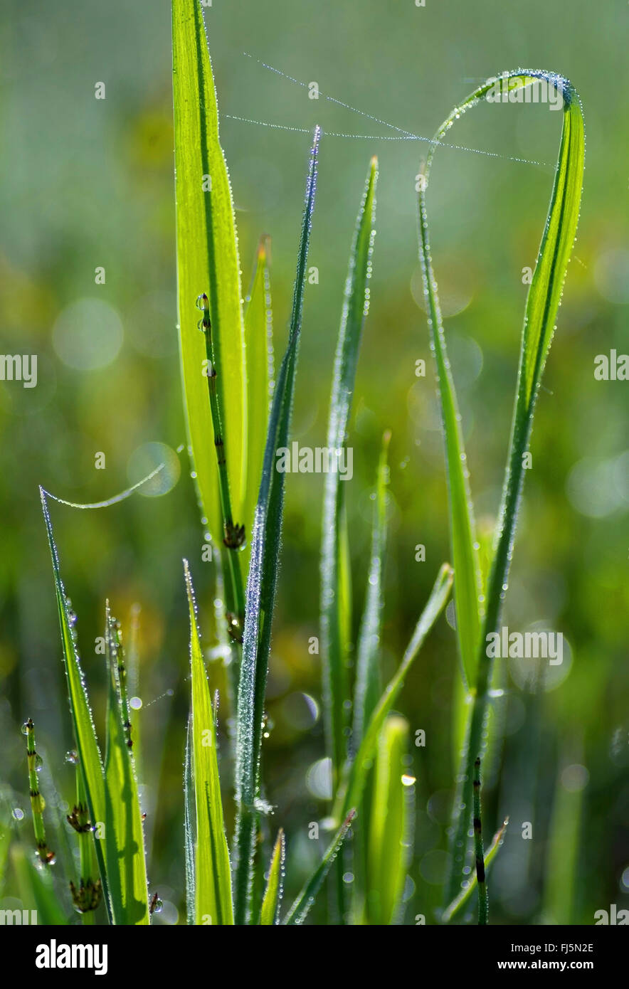Lame di erba in controluce, in Germania, in Baviera, Alta Baviera, Baviera superiore Foto Stock