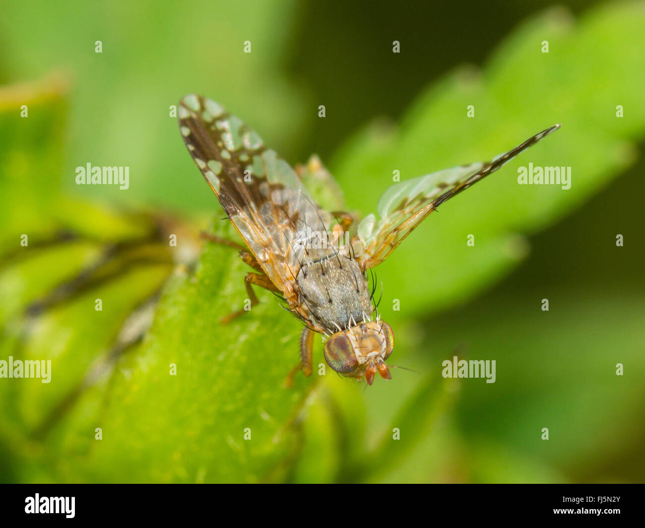 Tephritid fly (Tephritis neesii), l'ALA-sventolando femmina su Margherita occhio di bue (Leucanthemum vulgare), Germania Foto Stock
