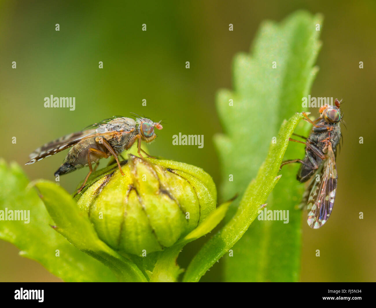 Tephritid fly (Tephritis neesii), femmina (sinistra) e maschio (a destra) Margherita occhio di bue (Leucanthemum vulgare), Germania Foto Stock