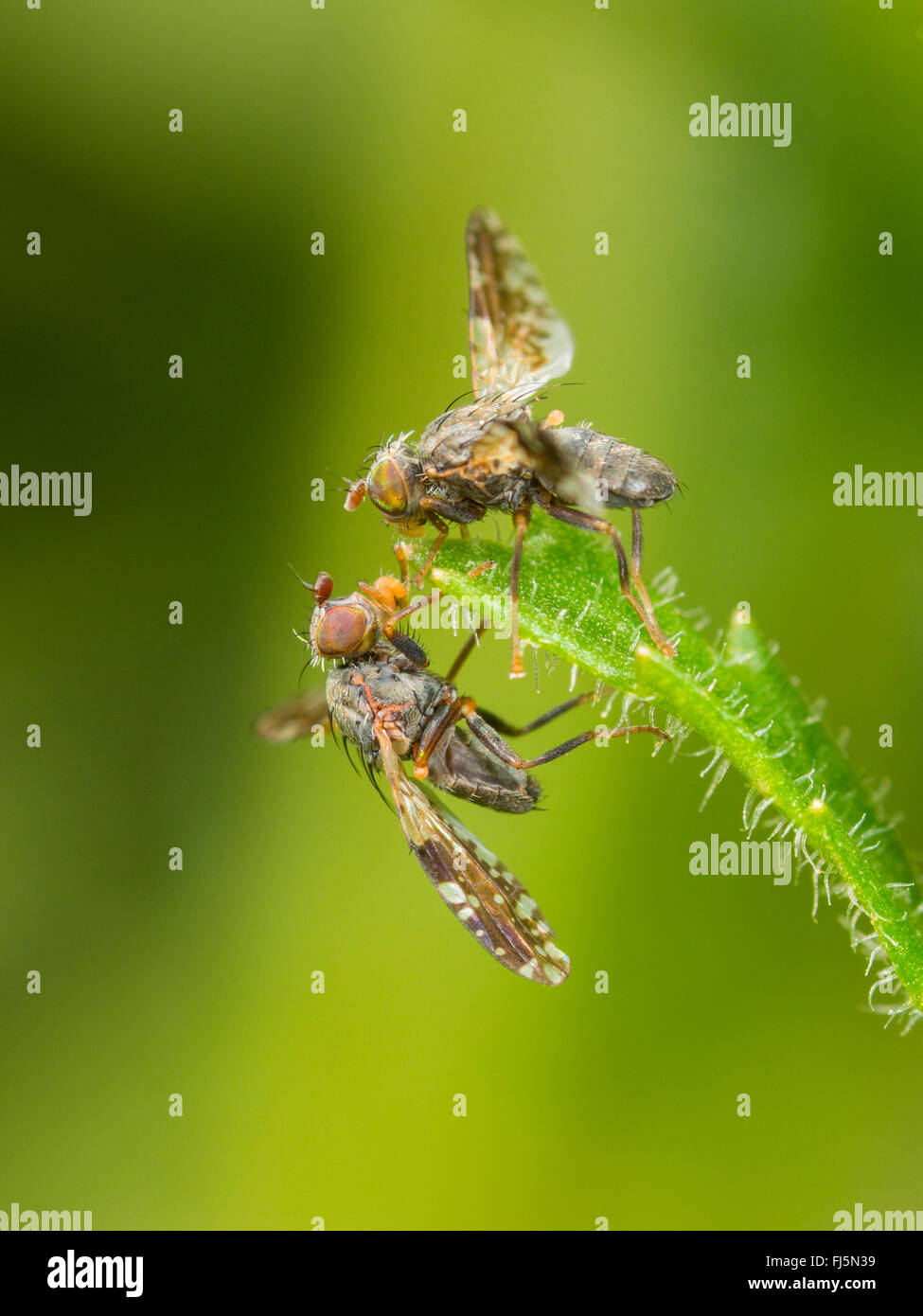 Tephritid fly (Tephritis neesii), danza di corteggiamento di due maschi su Margherita occhio di bue (Leucanthemum vulgare), Germania Foto Stock