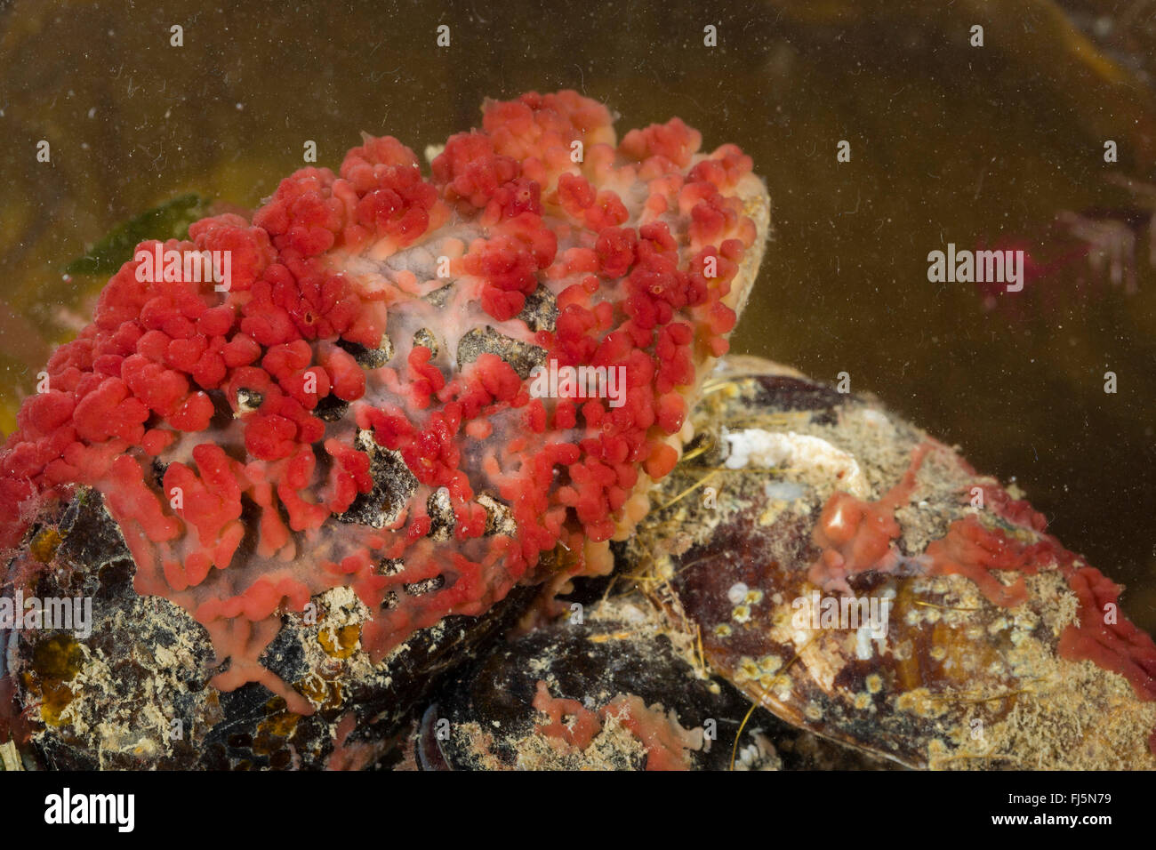 Spugna di carne (cfr. Oscarella lobularis, Halisarca cfr lobularis, Oscaria cfr lobularis), su una pietra Foto Stock
