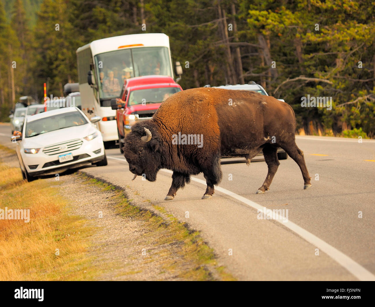 Bisonti americani, Buffalo (Bison bison), maschio bison corsses street, USA, Wyoming, il Parco Nazionale di Yellowstone, Hayden Valley Foto Stock