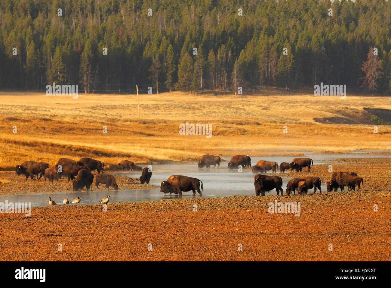 Bisonti americani, Buffalo (Bison bison), la mandria di bufali in un fiume, USA, Wyoming, il Parco Nazionale di Yellowstone, Hayden Valley Foto Stock