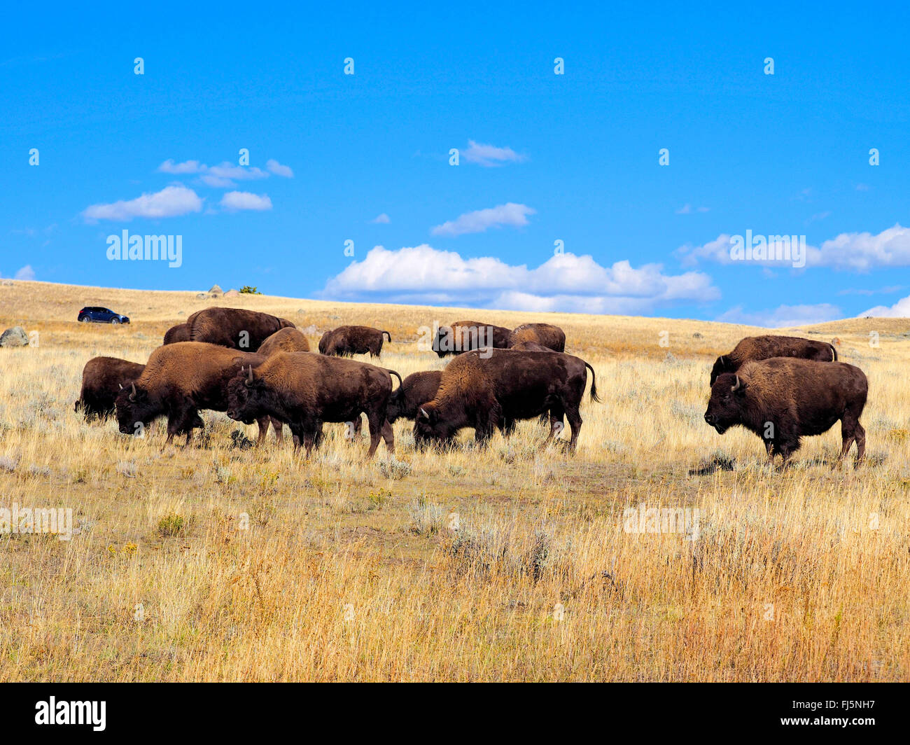 Bisonti americani, Buffalo (Bison bison), la mandria di bufali, USA, Wyoming, il Parco Nazionale di Yellowstone, Lamar Valley Foto Stock