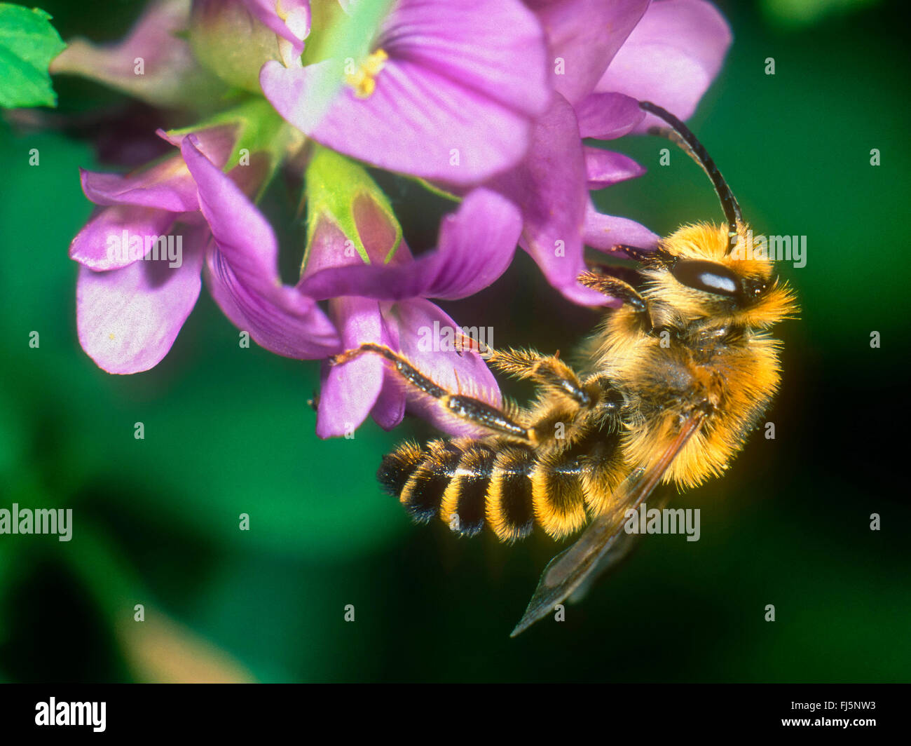Trifoglio (Melitta Melitta leporina), maschio rovistando su erba medica (Medicago sativa), Germania Foto Stock