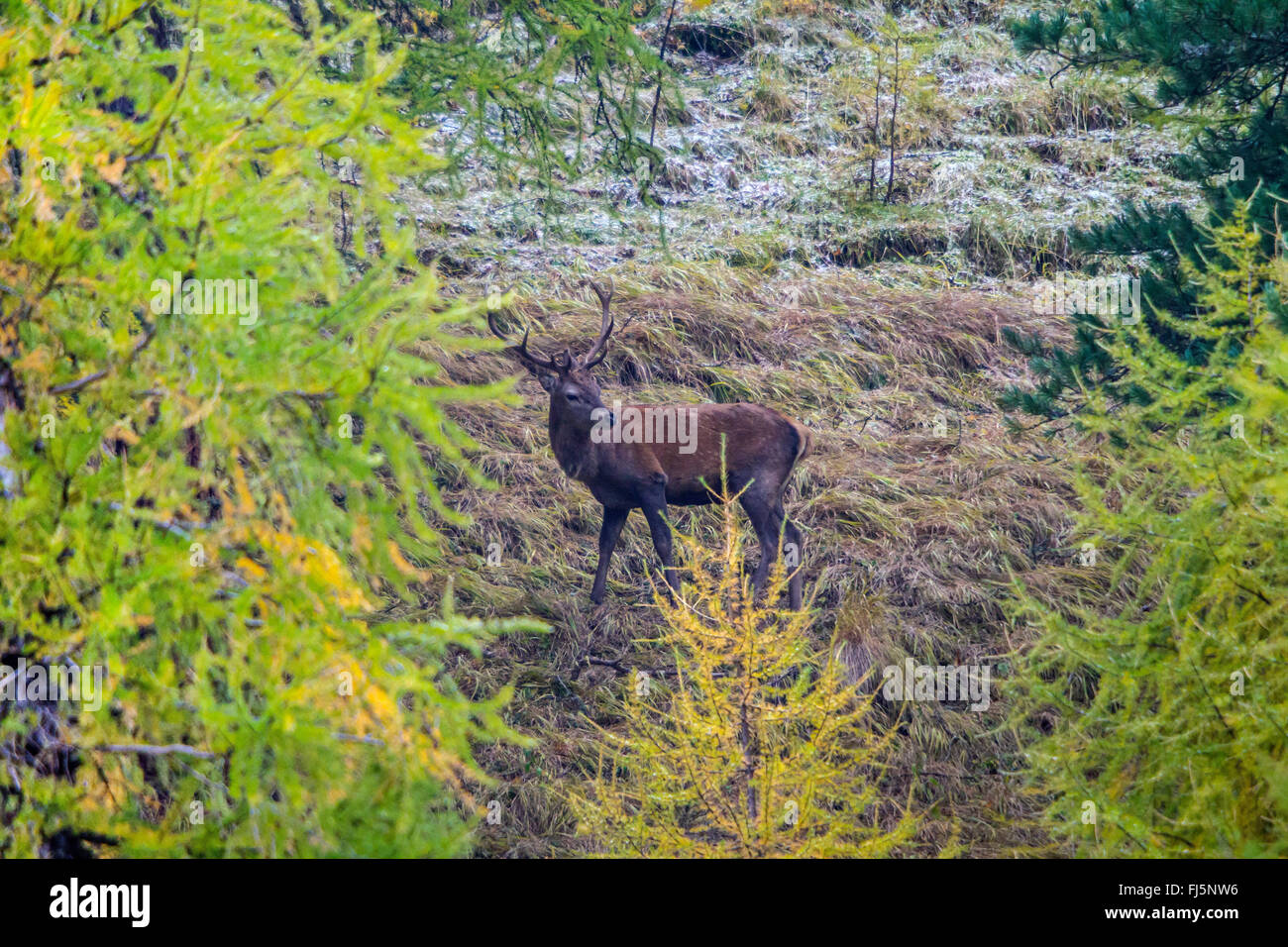 Il cervo (Cervus elaphus), sorge in una radura nevoso, Svizzera, Grigioni, Schweizerischer Parco Nazionale Foto Stock