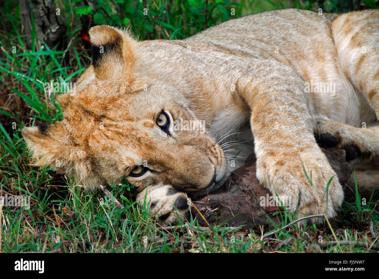 Lion (Panthera leo), riposo cub, Kenia Masai Mara National Park Foto Stock