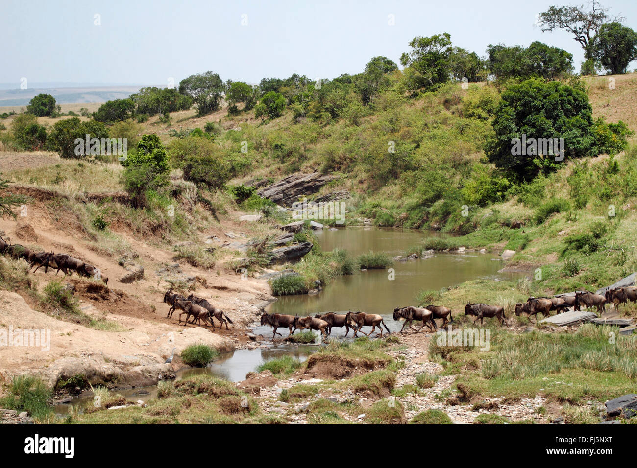 Bianco orientale-barbuto Gnu (Connochaetes taurinus albojubatus), attraversare un fiume, Kenia Masai Mara National Park Foto Stock