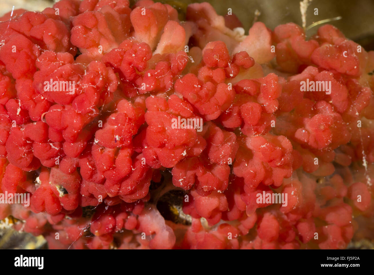 Spugna di carne (cfr. Oscarella lobularis, Halisarca cfr lobularis, Oscaria cfr lobularis), su una pietra Foto Stock