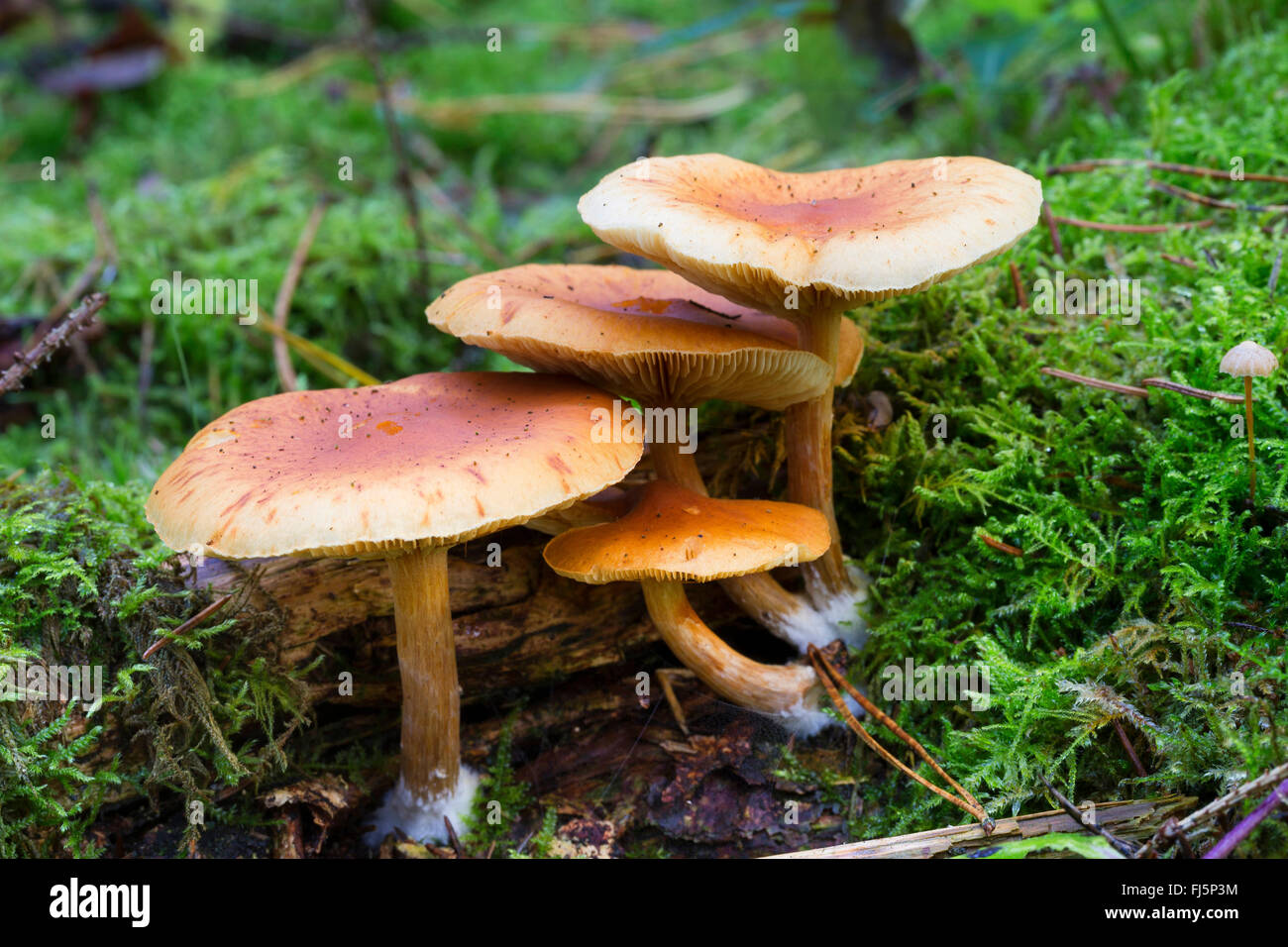 Comune di fungo Rustgill (Gymnopilus penetrans), quattro corpi fruttiferi di moss sul suolo della foresta, Germania Foto Stock