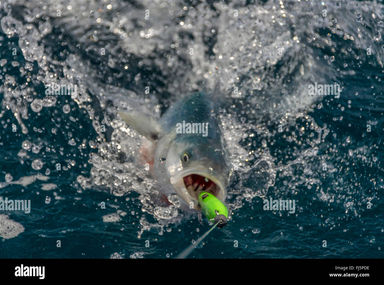 Un vicino la fotografia a colori di un pesce che è stato catturato in un amo da pesca trasportato fino al di fuori dell'acqua. Foto Stock