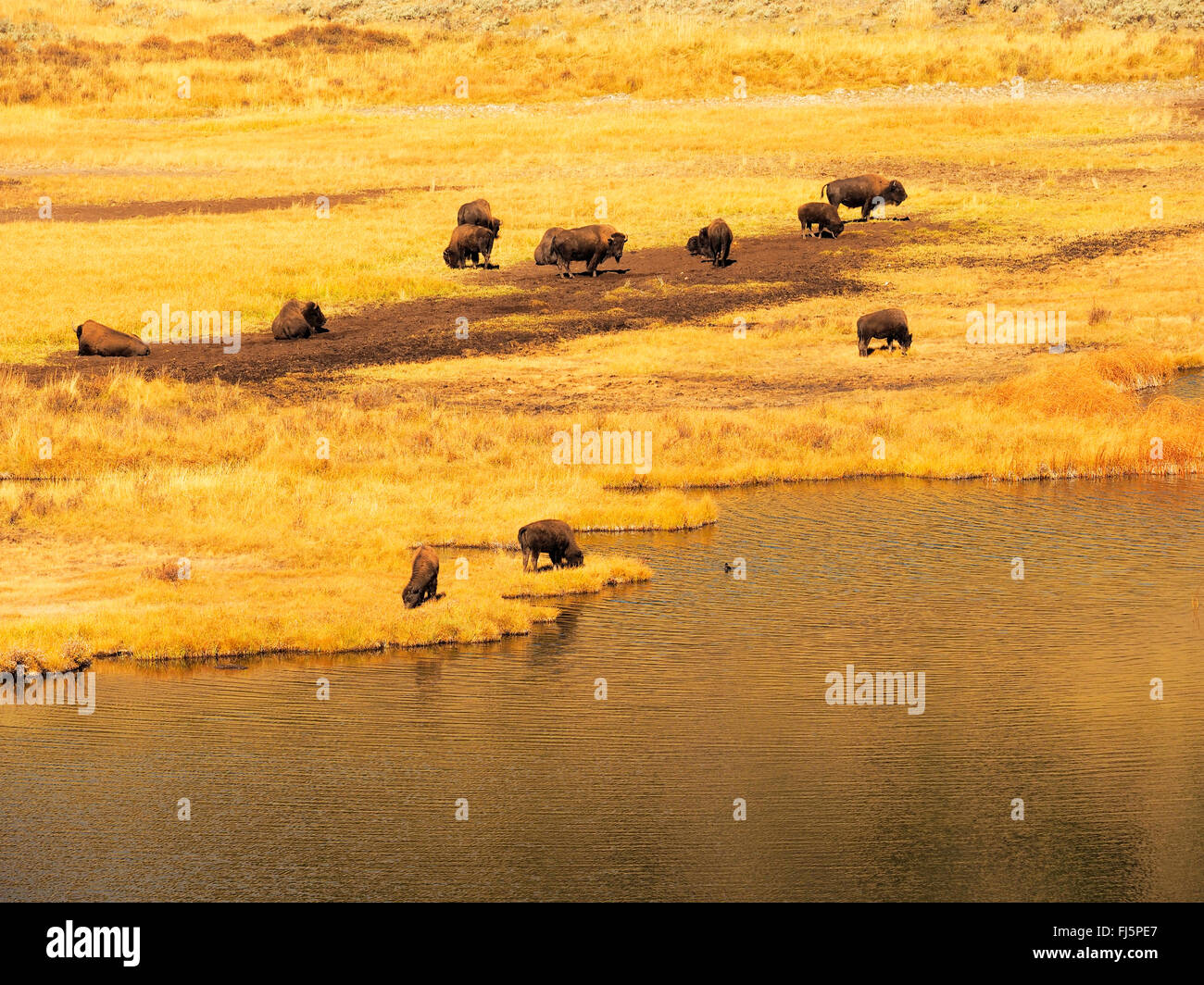 Bisonti americani, Buffalo (Bison bison), allevamento nella steppa in un fiume, USA, Wyoming, il Parco Nazionale di Yellowstone, Hayden Valley Foto Stock