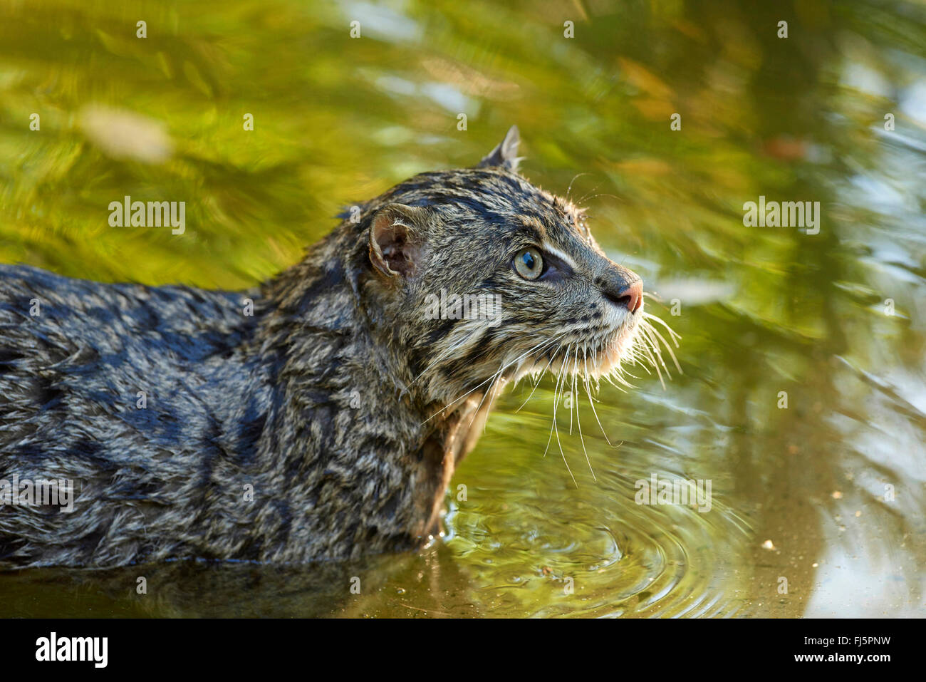 La pesca cat, Yu Mao (Prionailurus viverrinus, Felis viverrinus), ritratto Foto Stock