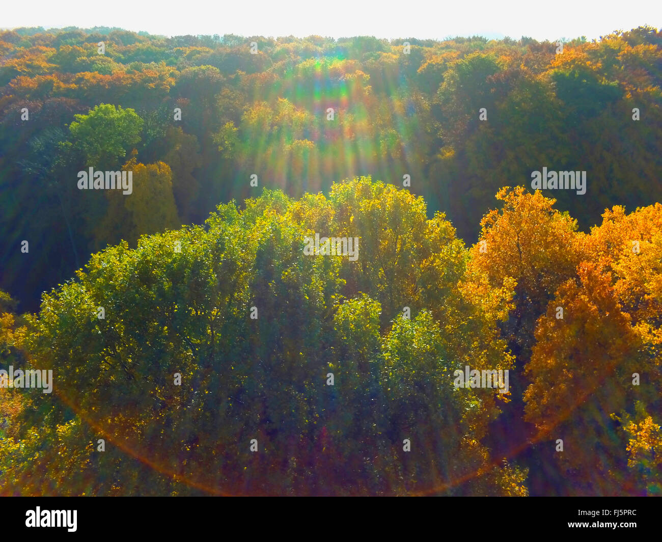 Vista aerea a colori d'autunno foresta, in Germania, in Renania settentrionale-Vestfalia, la zona della Ruhr, Witten Foto Stock