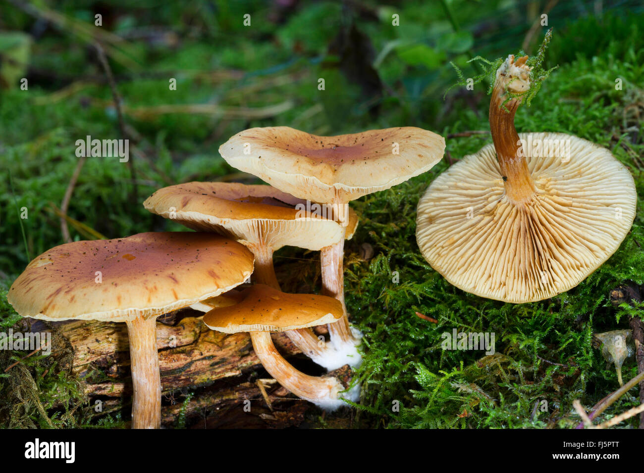 Comune di fungo Rustgill (Gymnopilus penetrans), quattro corpi fruttiferi di moss sul suolo della foresta e una girata, Germania Foto Stock