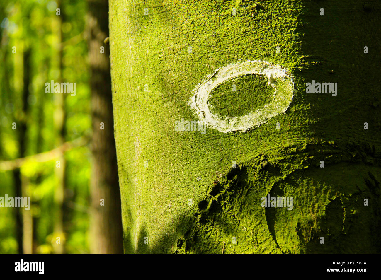 Comune di faggio (Fagus sylvatica), Escursionismo segno su un tronco di faggio, in Germania, in Renania settentrionale-Vestfalia Foto Stock