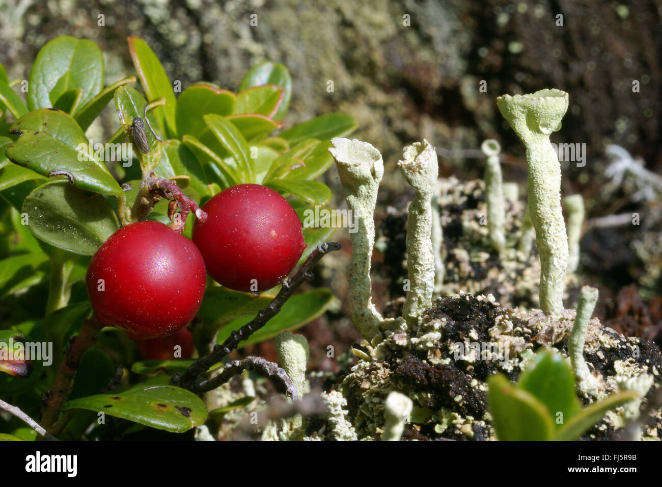 Cowberry, foxberry, lingonberry, mirtillo rosso (vaccinium vitis-idaea), con tazza di licheni, Italia, Alto Adige, Dolomiti Foto Stock