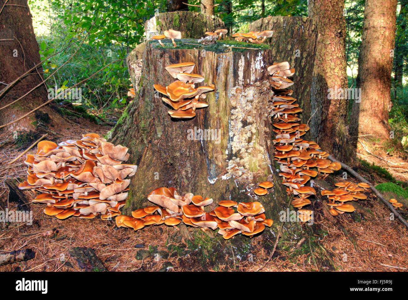 Inguainato, woodtuft Scalycap (Kuehneromyces mutabilis, Galerina mutabilis, Pholiota mutabilis), molti woodtufts rivestito su un albero di intoppo, in Germania, in Baviera, Alta Baviera, Baviera superiore Foto Stock