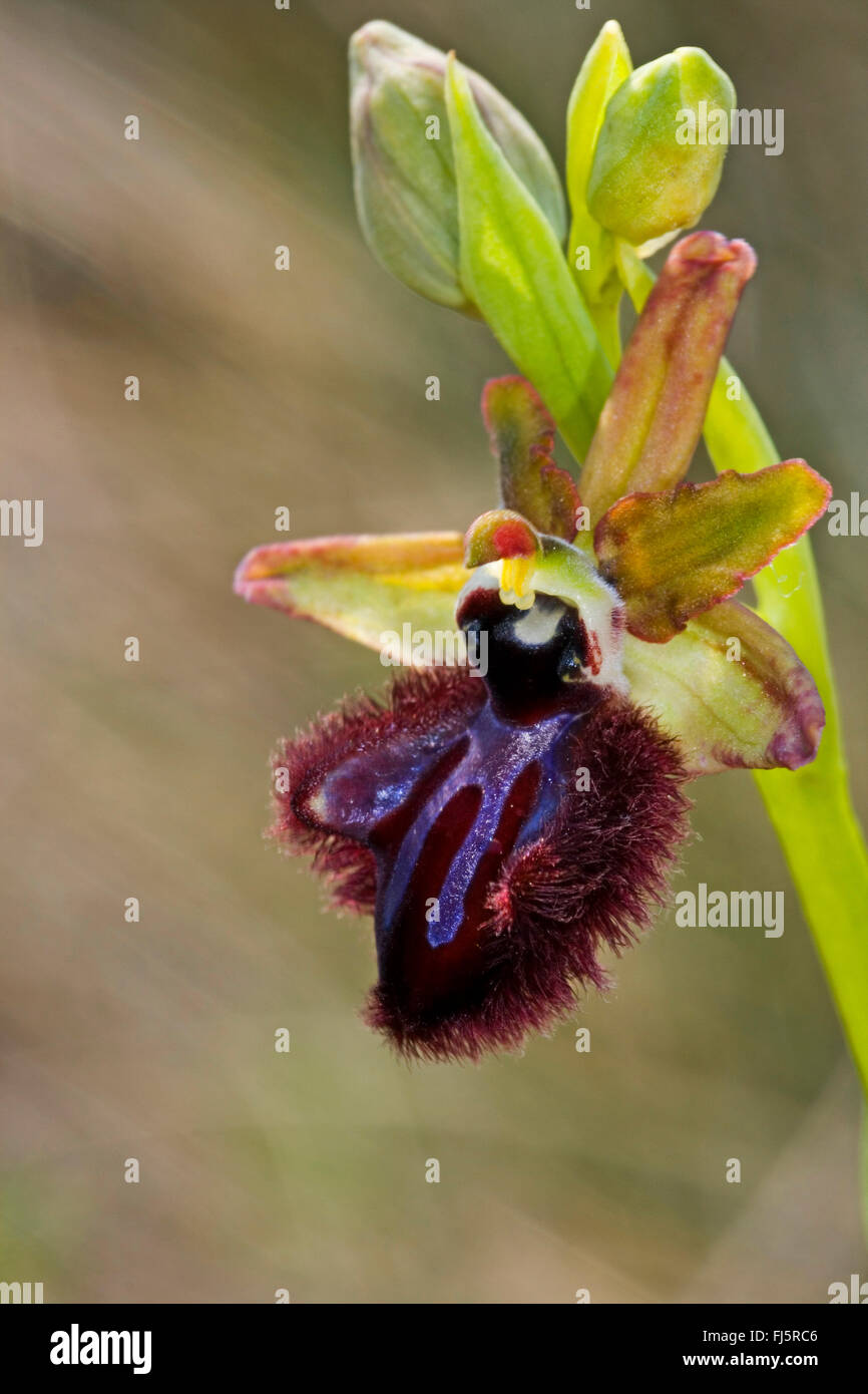 Seno orchidea (Ophrys mammosa), unico fiore Foto Stock