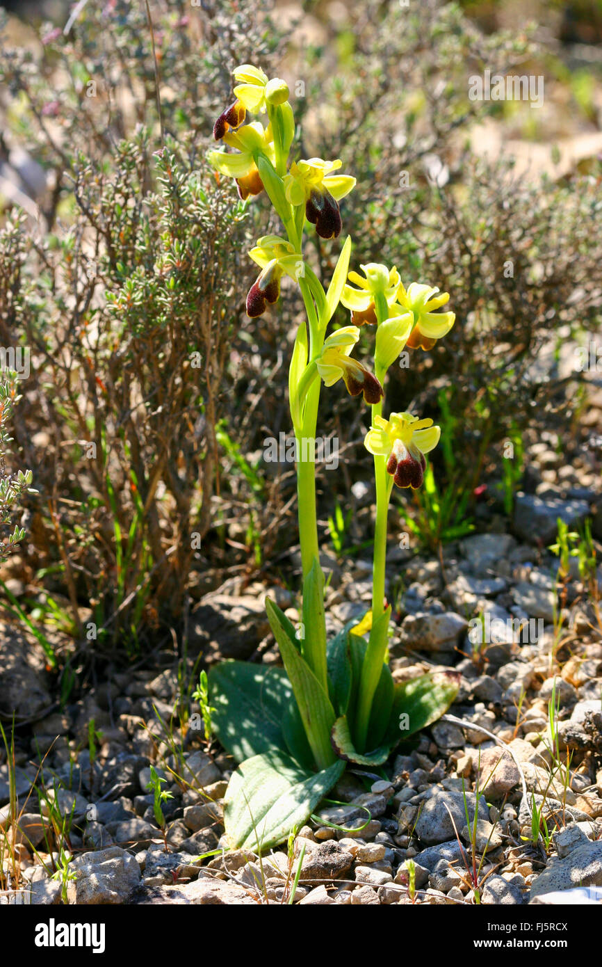 Ape bruna orchid, cupo bee orchid, brunastro ophrys (Ophrys fusca), fioritura Foto Stock