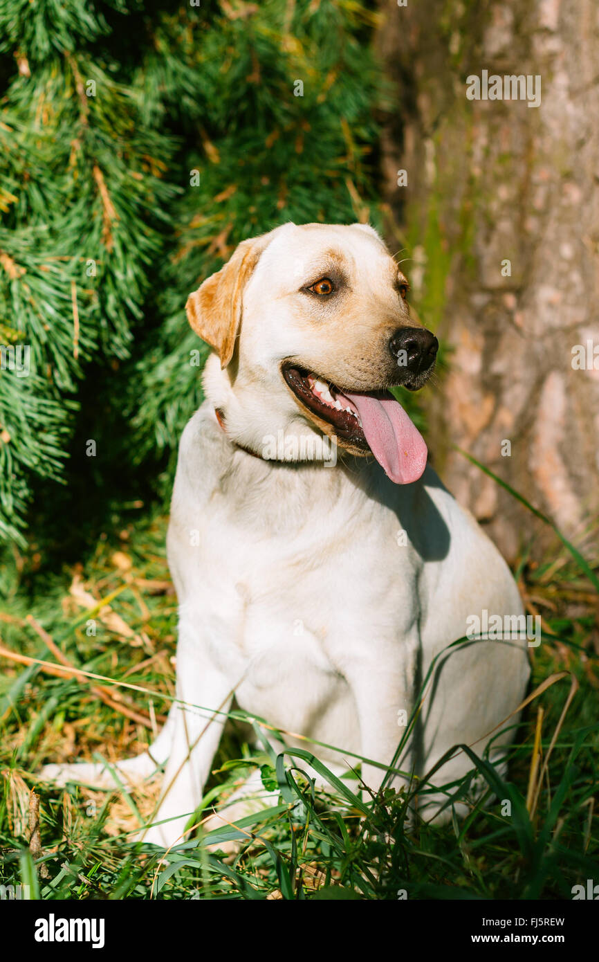 Felice White Labrador Dog sitter in erba Foto Stock Felice White Labrador Dog sitter in erba Foto Stock