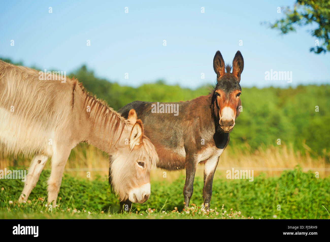 Asino domestico (Equus asinus asinus), due asini in piedi insieme in un prato, Germania Foto Stock