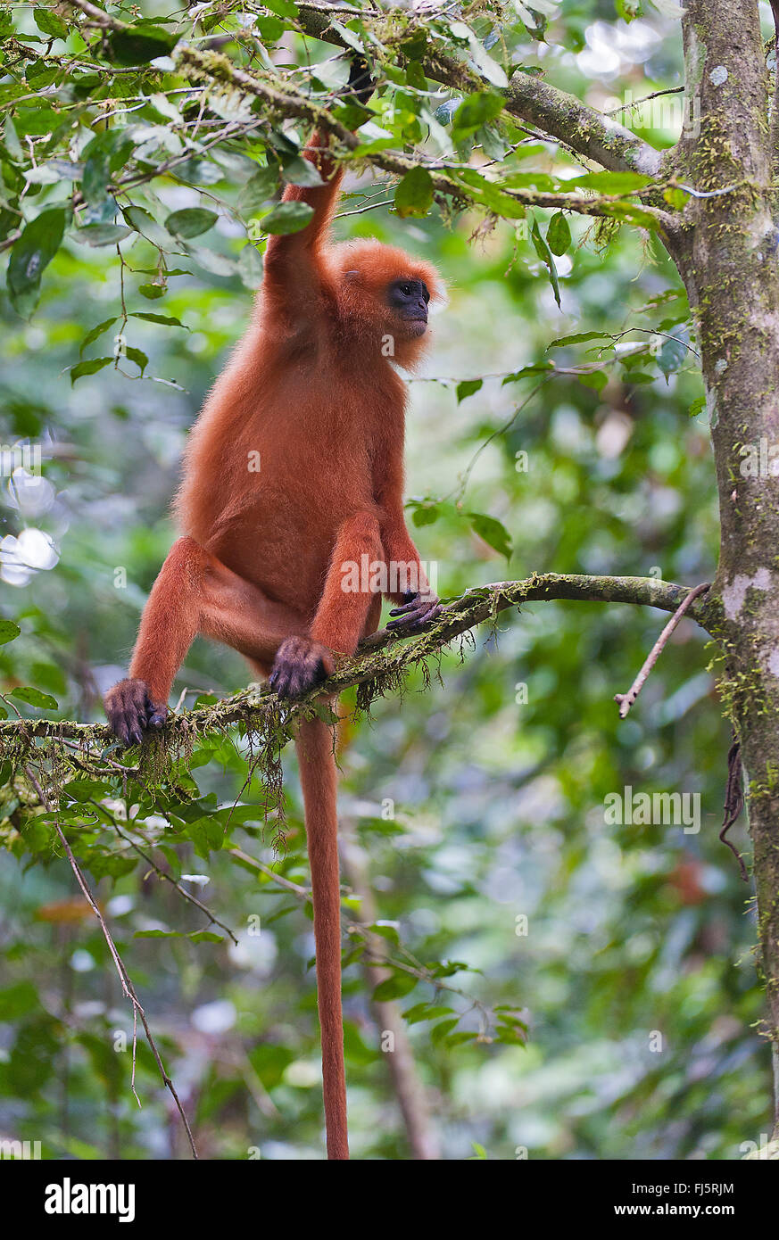 Maroon leaf monkey, Red Leaf monkey (Presbytis rubicunda), su un ramo su un albero, Malesia, Borneo Sabah, Danum Valley Foto Stock
