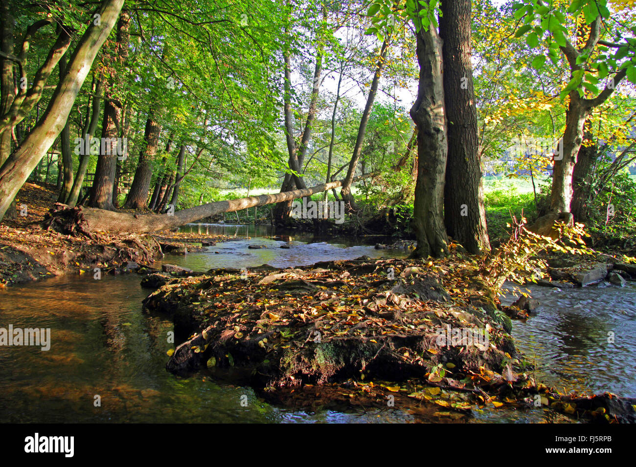 Felder brook tra alti faggi in Velbert-Nierenhof, in Germania, in Renania settentrionale-Vestfalia, Bergisches Land Foto Stock