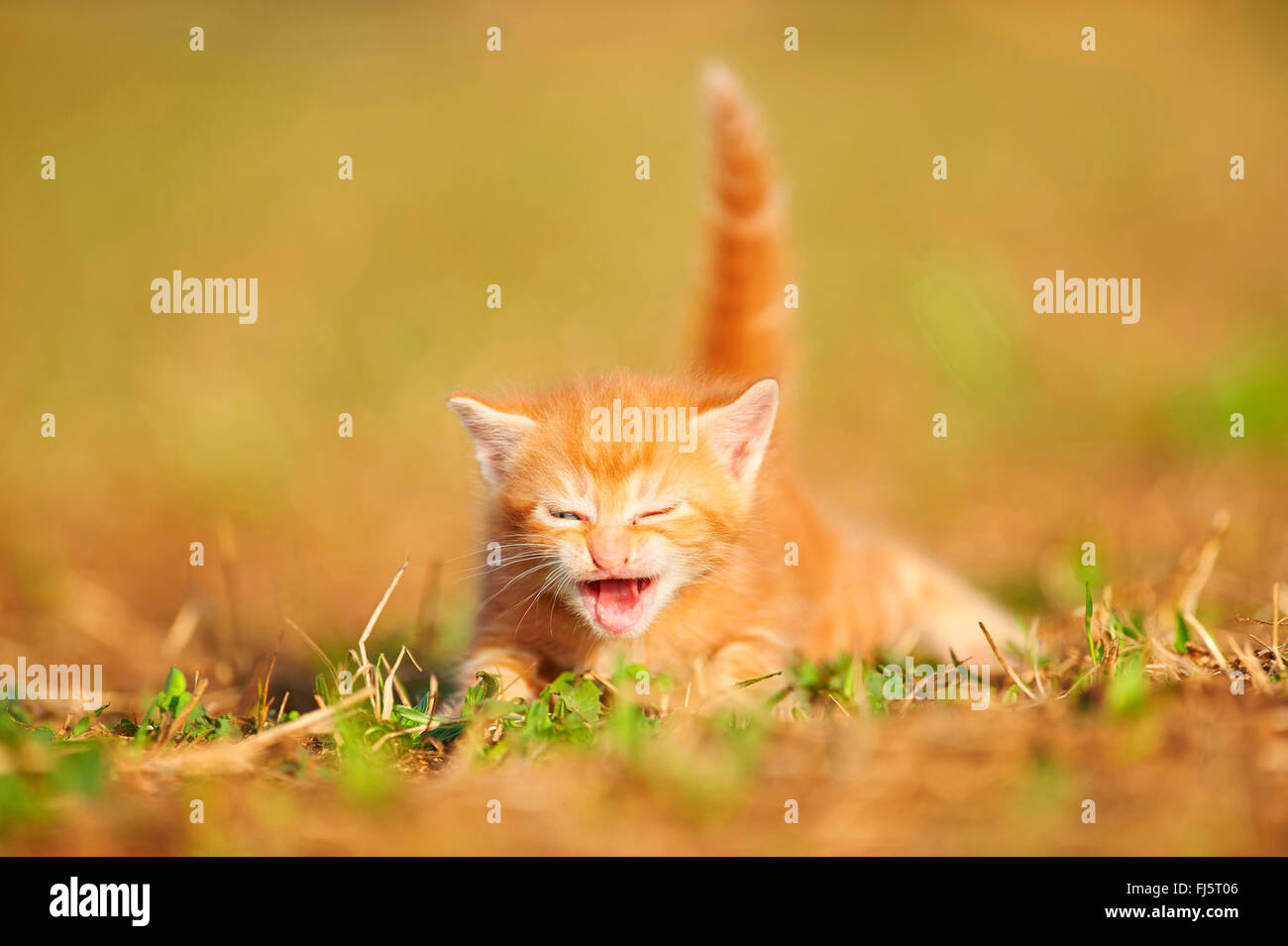 Il gatto domestico, il gatto di casa (Felis silvestris f. catus), cinque settimane vecchio cucciolo giacente in un prato e miaowing, Germania Foto Stock