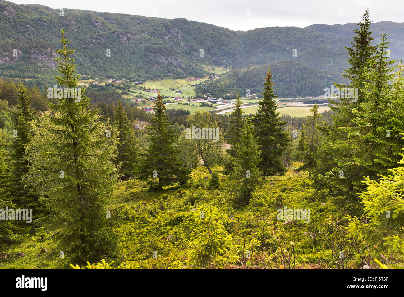Agricoltura nella Norvegia meridionale, Norvegia, Telemark, Edland Foto Stock