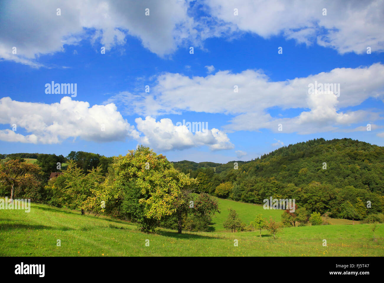 Odenwald in autunno, GERMANIA Baden-Wuerttemberg Foto Stock