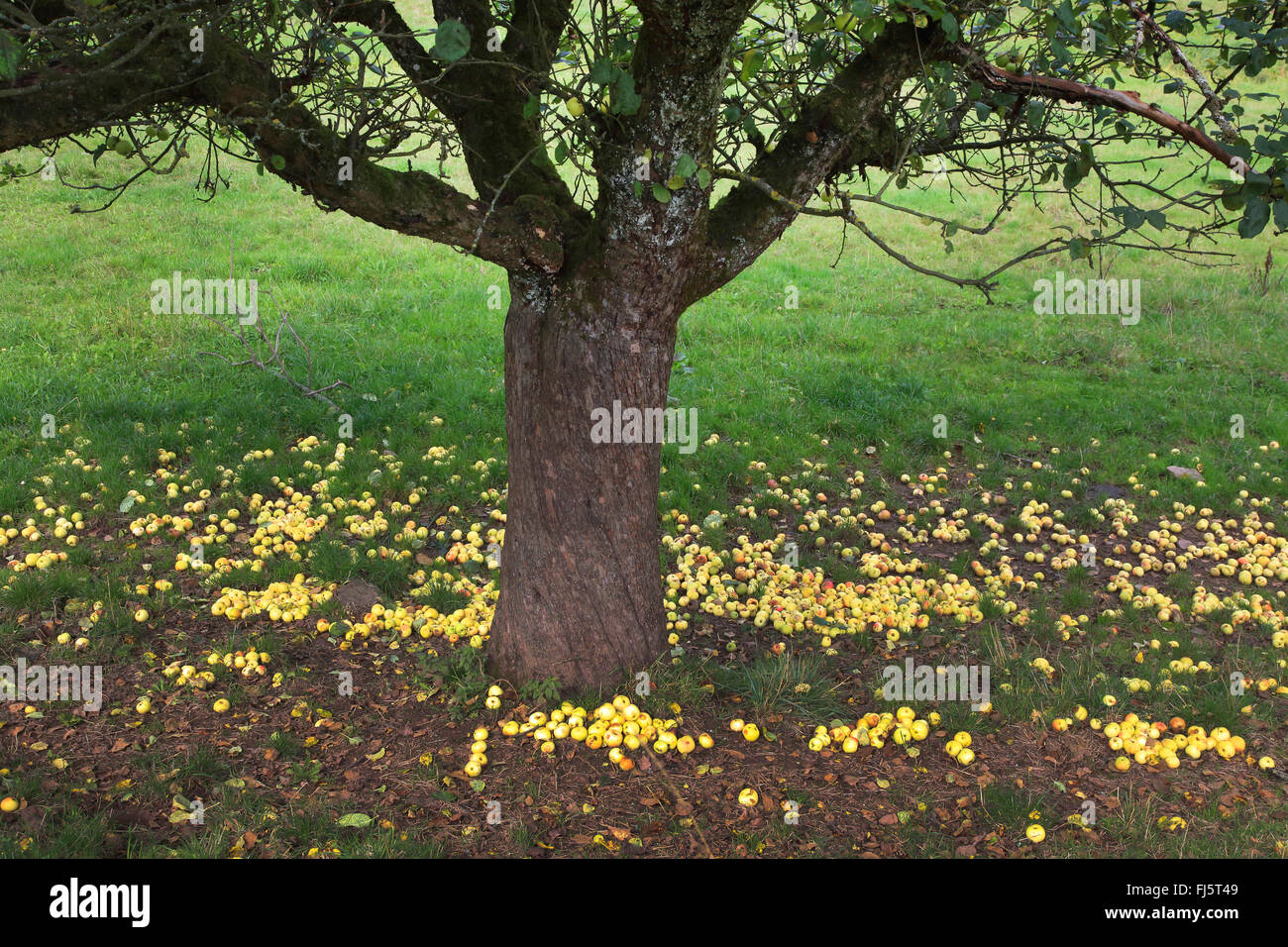 Apple tree (malus domestica), manna sotto un albero di mele in autunno, Germania Foto Stock