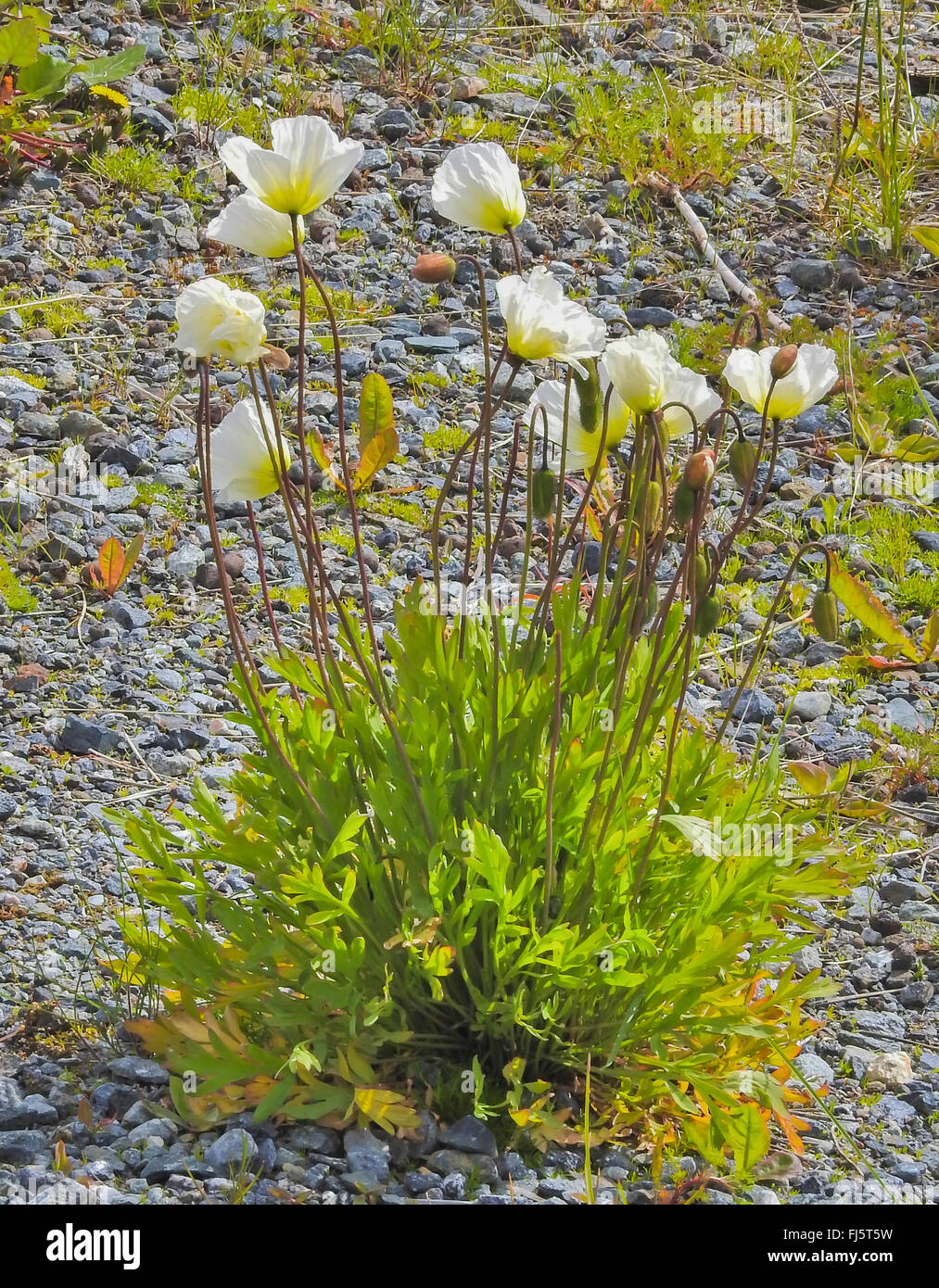 White Papavero (Papaver spec.), fioritura, Norvegia, Troms Foto Stock