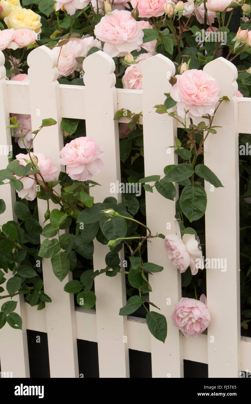 Rosa rosa rosa rosa ' dolce Hermione ' rose inglesi che crescono e fioriscono attraverso una recinzione bianca del giardino di picchetti in estate - confine rosa in estate fiorito - Regno Unito Foto Stock