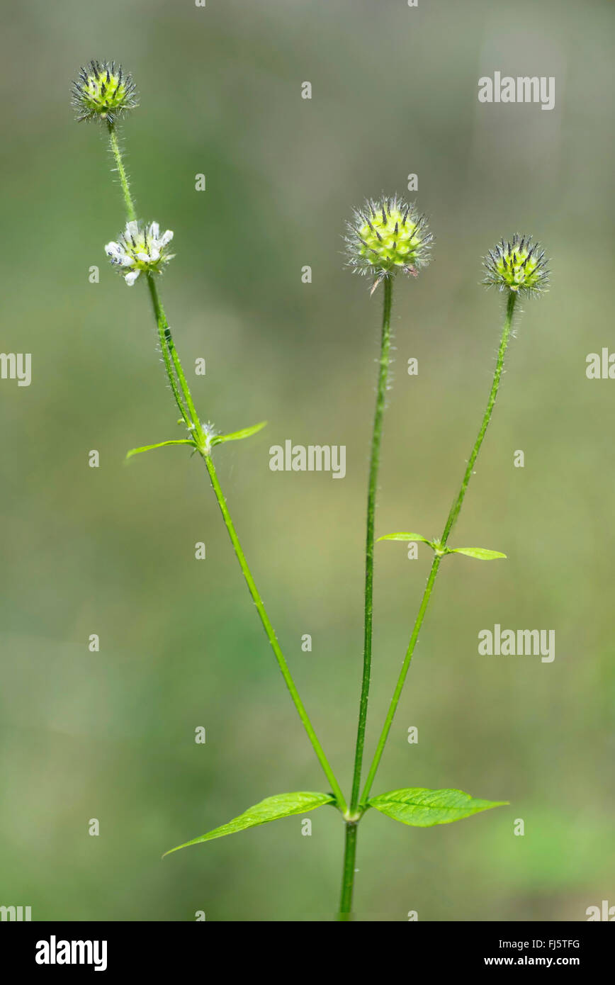 Small teasel, giallo-fiorito (Teasel Dipsacus pilosus), la fioritura e la fruttificazione, in Germania, in Baviera, Alta Baviera, Baviera superiore Foto Stock