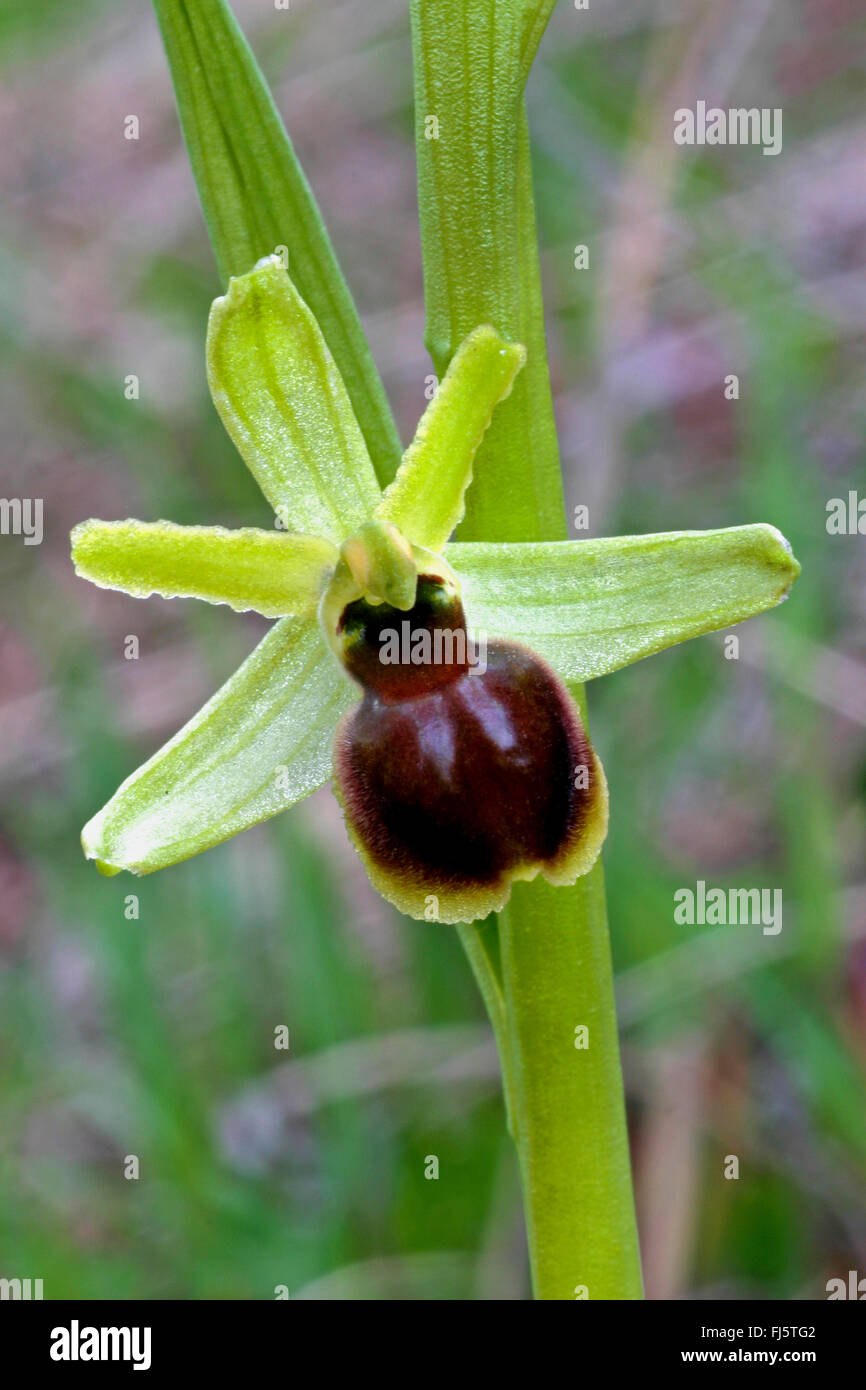 Piccola spider ophrys (Ophrys araneola), unico fiore Foto Stock