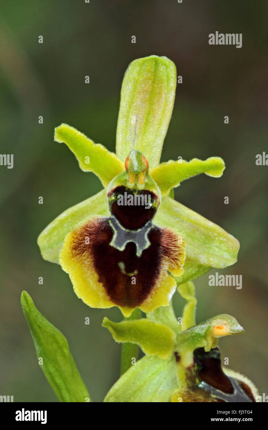 Piccola spider ophrys (Ophrys araneola), unico fiore Foto Stock