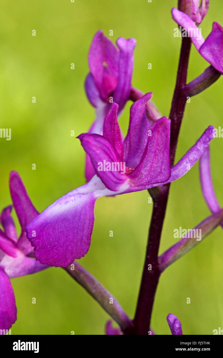 Lax-Orchidea fiorito, Loose-Flowered Orchid, verde-Prato alato Orchidea (Orchis laxiflora, Anacamptis laxiflora), fiore Foto Stock