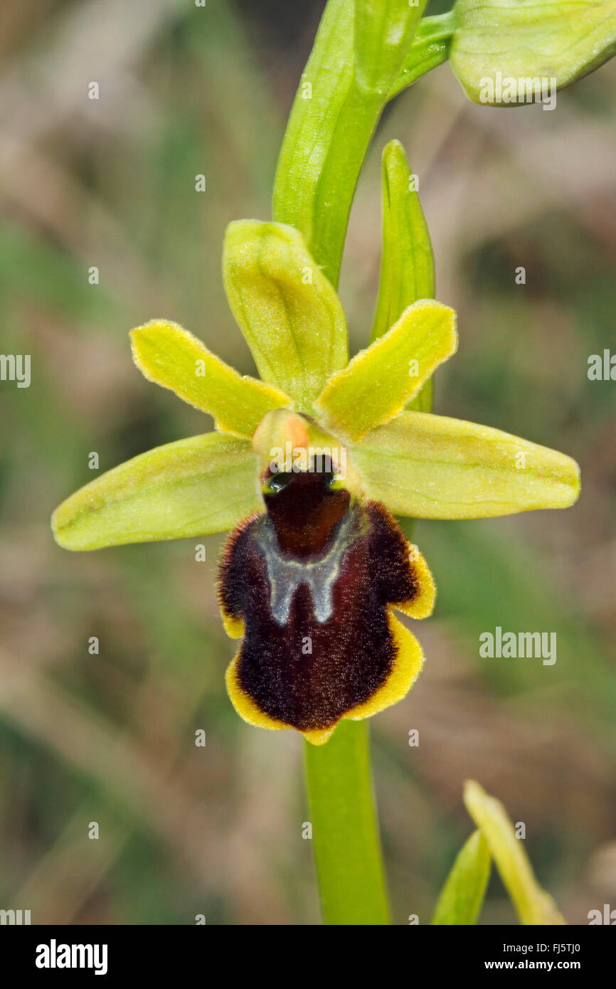 Piccola spider ophrys (Ophrys araneola), unico fiore Foto Stock