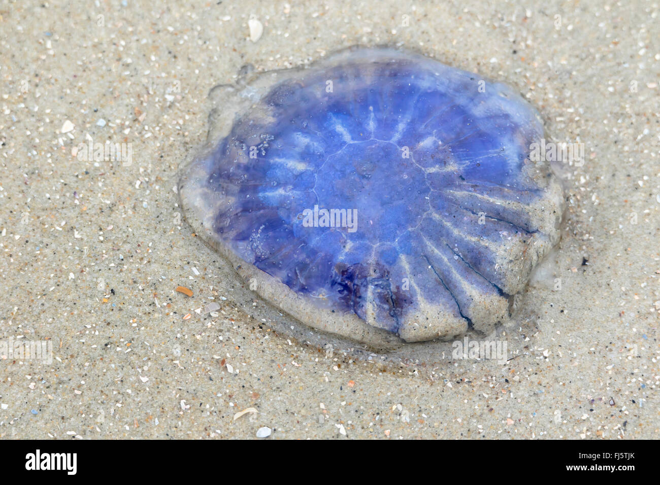 Blue Lion's mane, meduse fiordaliso (Cyanea lamarcki, Cyanea lamarckii), sulla spiaggia, Germania, Bassa Sassonia, Frisia orientale, Juist Foto Stock