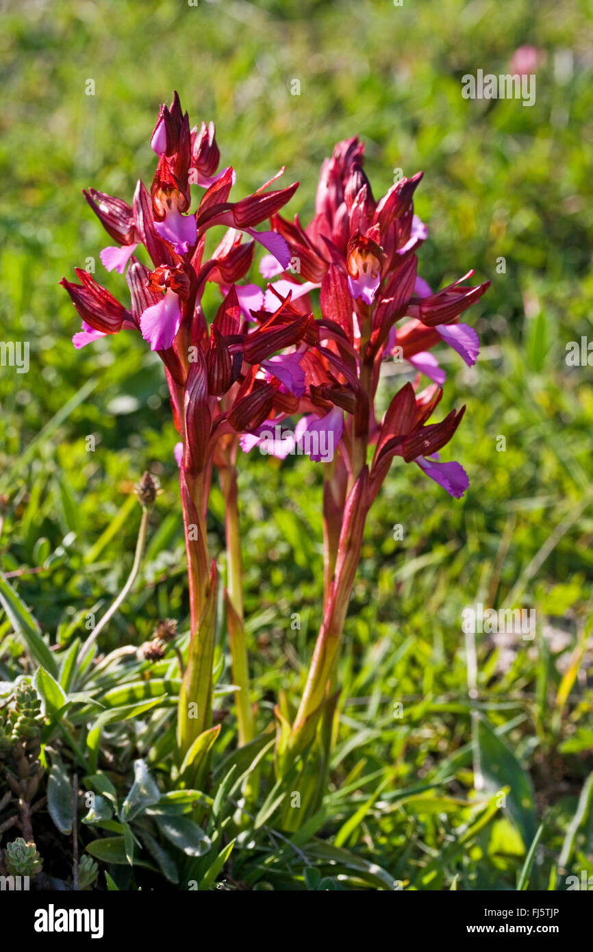 Butterfly orchis (Orchis papilionacea, Anacamptis papilionacea), fioritura Foto Stock