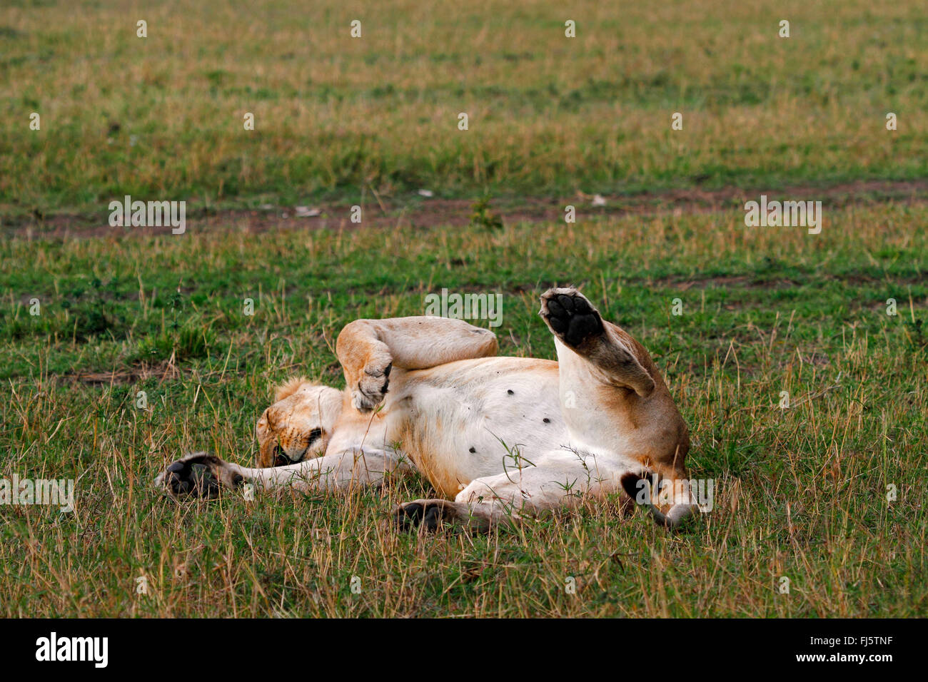 Lion (Panthera leo), Lys in posizione supina dormire, Kenia Masai Mara National Park Foto Stock