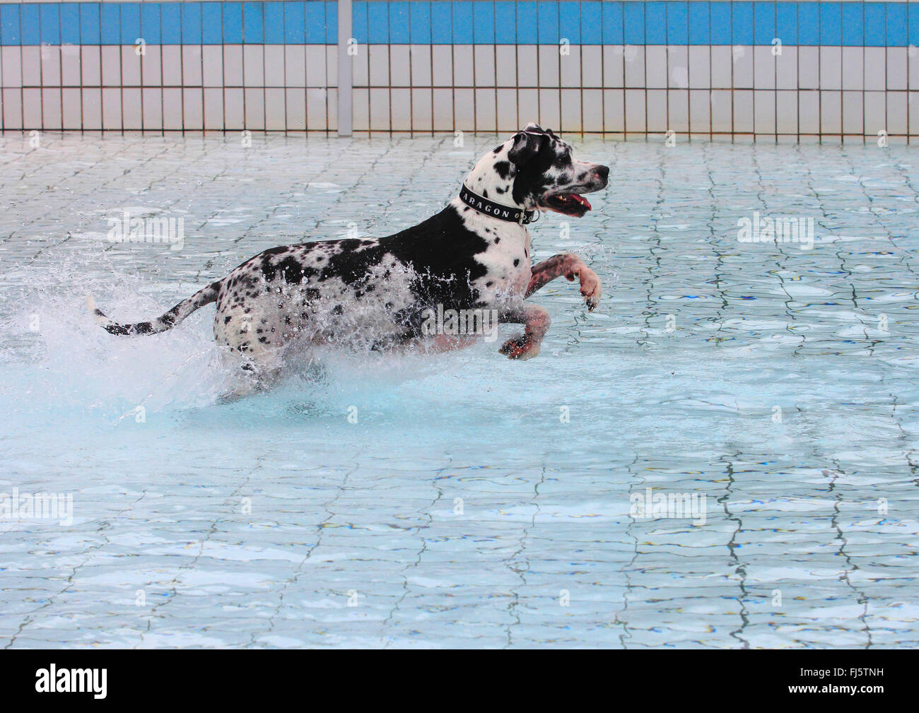 Alano (Canis lupus f. familiaris), Arlecchino Alano in esecuzione attraverso l acqua in una piscina bagno, Germania Foto Stock