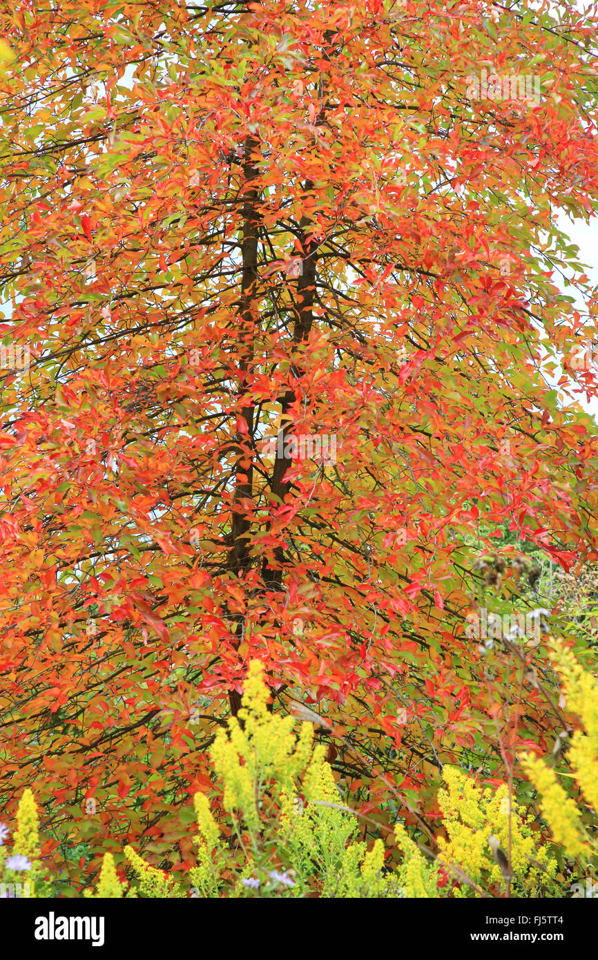 Gomma nero, nero tupelo, aspro gum (Nissa sylvatica), nella collezione autunno con aiuola, Germania Foto Stock
