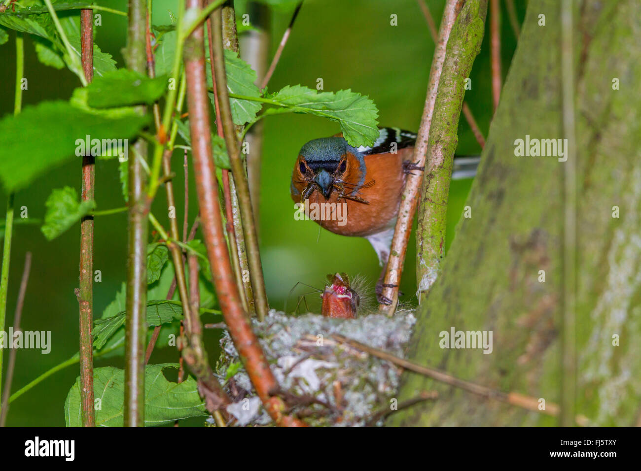 (Fringuello Fringilla coelebs), maschio alimenta pulcino, Germania, Meclemburgo-Pomerania Occidentale Foto Stock